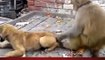 Monkey harasses puppy, pulls tail in humour - hilarious sequence