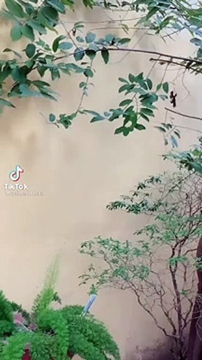 Maganda pero ang nginpin