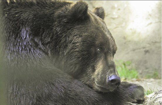 Bear family discovered underneath Tennessee house