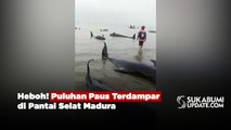 Heboh! Puluhan Paus Terdampar di Pantai Selat Madura