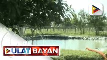 ‘Drip Irrigation System’ o modernong paraan ng pagsasaka, isinusulong ng DA; Central Luzon, target gawing model agropolis