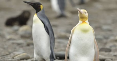 Un photographe a capturé le cliché d'un manchot au plumage jaune, un spécimen très rare