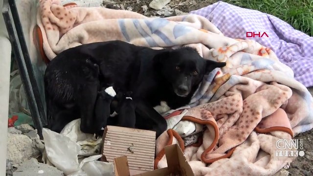 Donmak üzere olan yavru köpeği araç klimasında ısıttılar