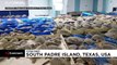 شاهد: إِنقاذ آلاف السلاحف البحرية التي هاجمها البرد قبالة سواحل تكساس