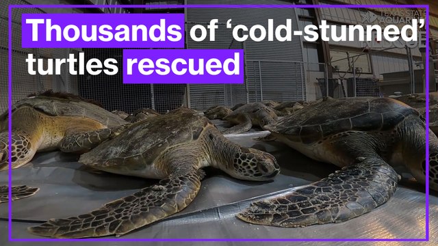 Thousands of ‘cold-stunned’ turtles rescued off the Texas coast amid US winter storm