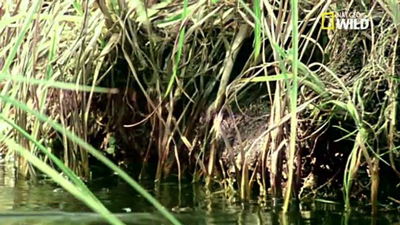 Le grand brochet avale tout ce qu'il trouve