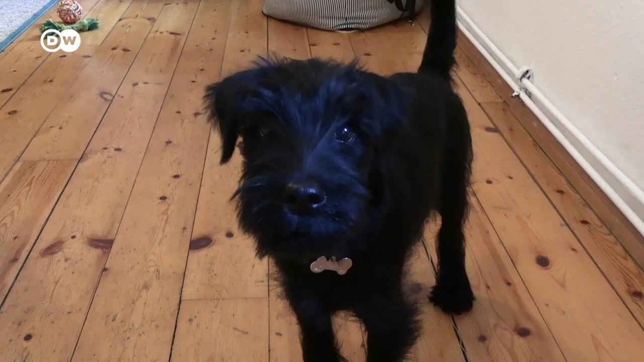 EU: Rote Karte für kriminellen Online-Welpenhandel