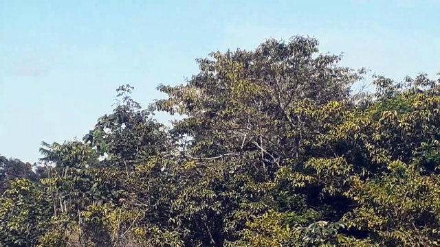 Airbus A350 PR-XTC na aproximação final antes de pousar em Manaus vindo de Guarulhos