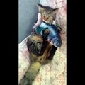 Funniest Cats  - Don't try to hold back Laughter  - Funny Cats Life (6)
