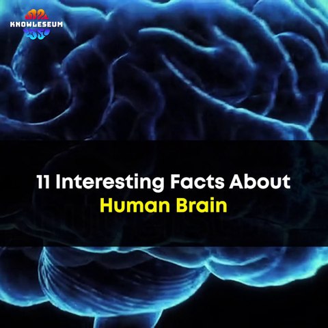 11 Interesting Facts About Human Brain | How Our Brain Works | Human Body Unknown Knowledge Facts
