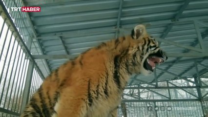 Bir kaplan "miyav" dedi