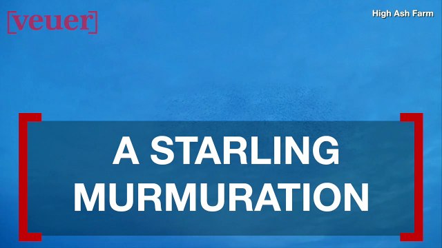 Starlings Gather in Incredible, Synchronized Murmuration Over UK Skies