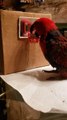 Parrot Plays Mini-Basketball With Her Beak
