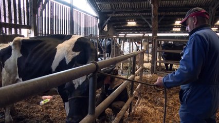 Votre vache a mal au dos ? Appelez l'ostéo !