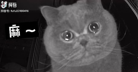 La vidéo de ce chat laissé seul à la maison en train de pleurer a ému toute la Chine