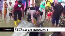 Des dizaines de petites baleines échouées sur une plage d'Indonésie