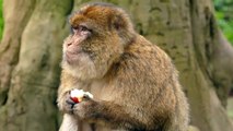 Cute monkey eating