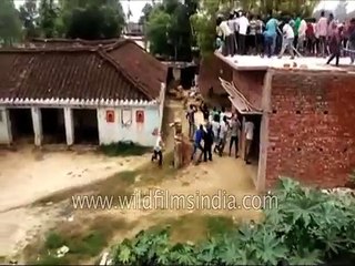 Leopard attack in Gorakhpur, India_ people pile onto roof-tops to see the tamasha
