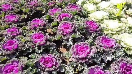 Ornamental Kale with striking colours at Delhi garden during winter _ Edible or not_