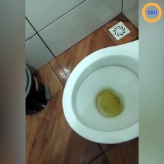 Il va avoir une sacrée surprise en tirant la chasse d'eau