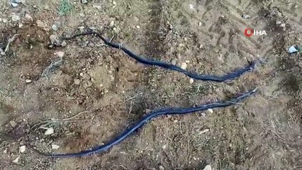 - Havaların ısınmasıyla ortaya çıkan yılanlar köylüleri tedirgin etti