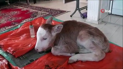 Erken doğan buzağısına üşümesin diye evinde bakıyor