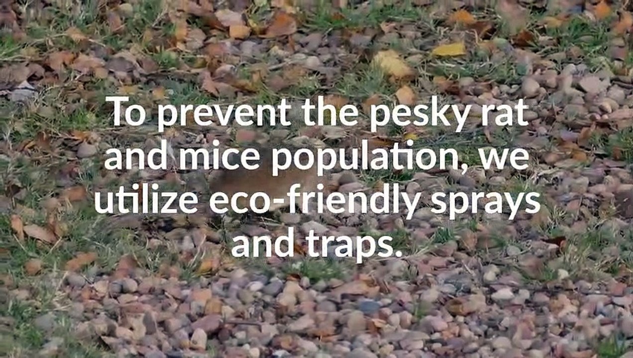 Affordable Bed Bugs| Pest Control & Removal in Toronto