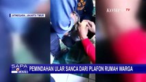 Petugas Damkar Evakuasi Ular Sanca 4 Meter dari Plafon Rumah Warga di Kebon Pala