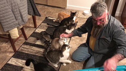 Des chats disciplinés au moment de manger