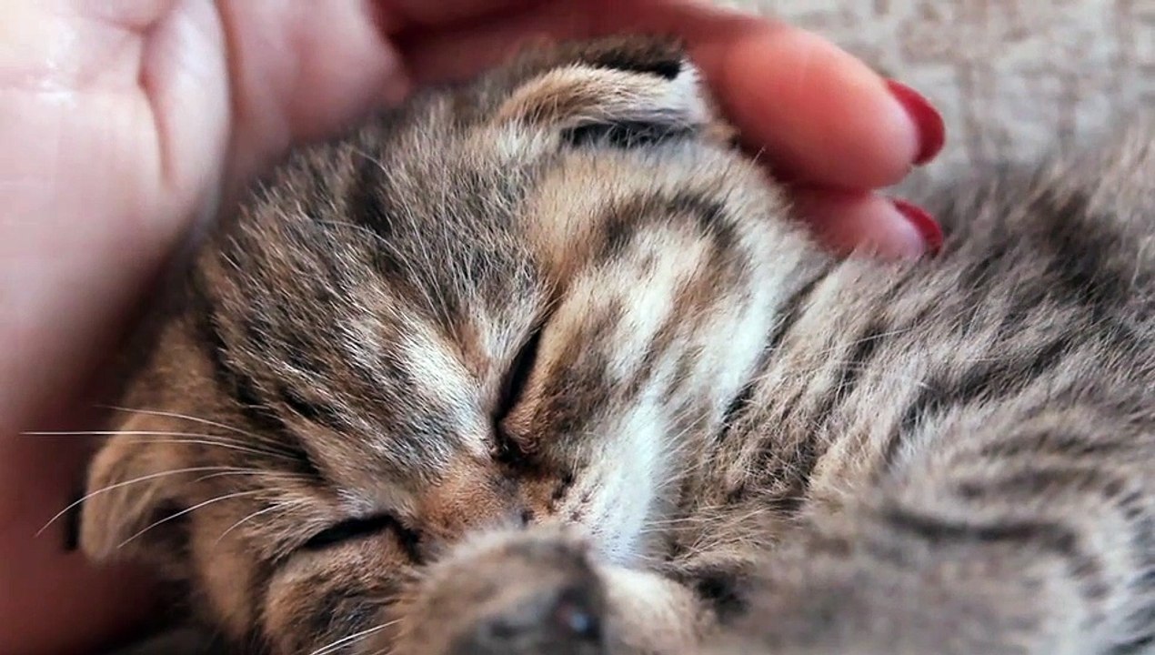 CUTE KITTY!!