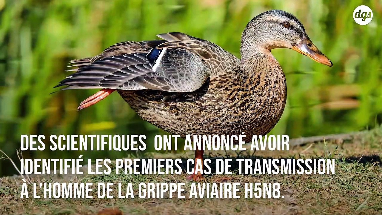 Premiers cas de transmission de la grippe aviaire H5N8 à l’Homme détectés en Russie
