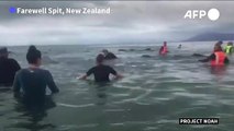 Rescuers refloat 28 stranded pilot whales in New Zealand