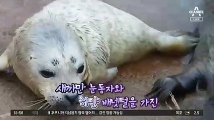 ‘토닥토닥’ 참물범의 모정
