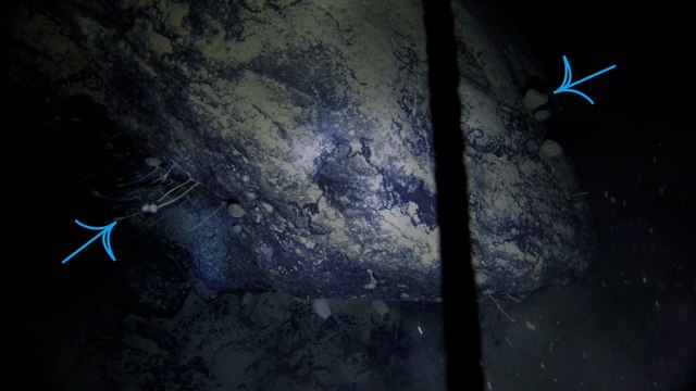 Animaux découverts 900m sous la glace : Au début nous n'avons pas été impressionnés...