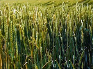 किसान पंजीयन की अंतिम तिथि 25 फरवरी