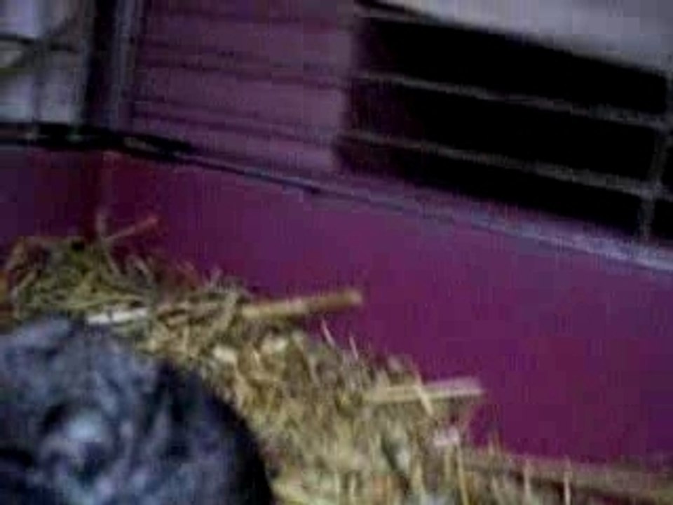 22.02.08.video chinchilla 004