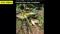Most colorful Birds on earth, Colourful Birds Video