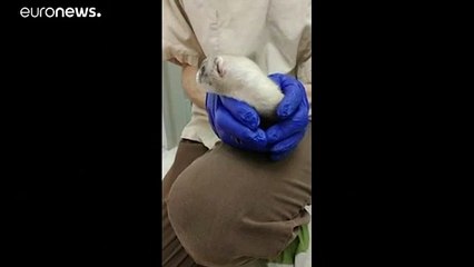 Elizabeth Ann, a világ első klónozott görénye