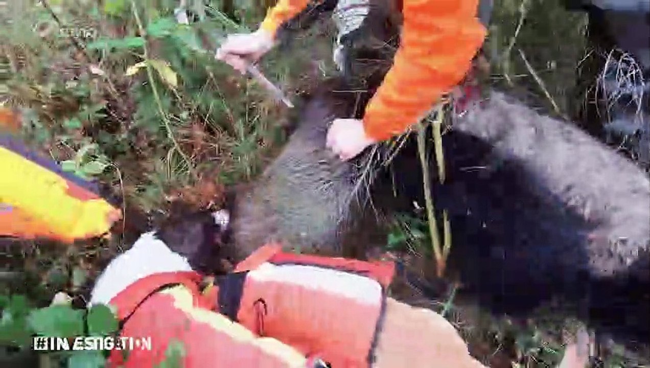 Investigation - La chasse, le poids du fusil -  Doc 2021   (Belgique)