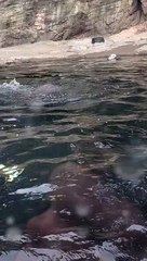 Otters Playing in Water