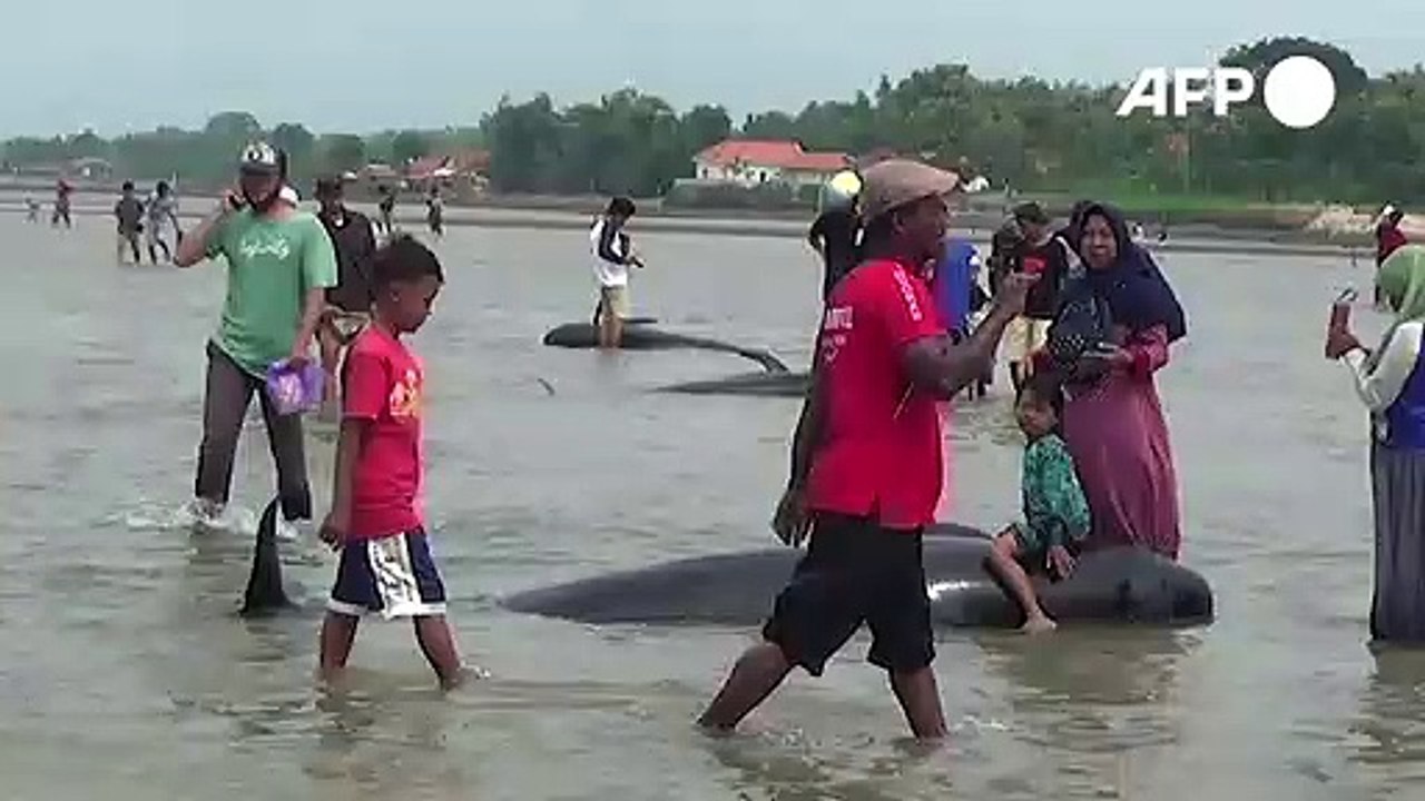 Decenas de ballenas mueren varadas en playa de Indonesia