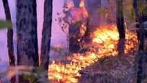 Concerns over burning policy as frequent fires threaten biodiversity hotspot