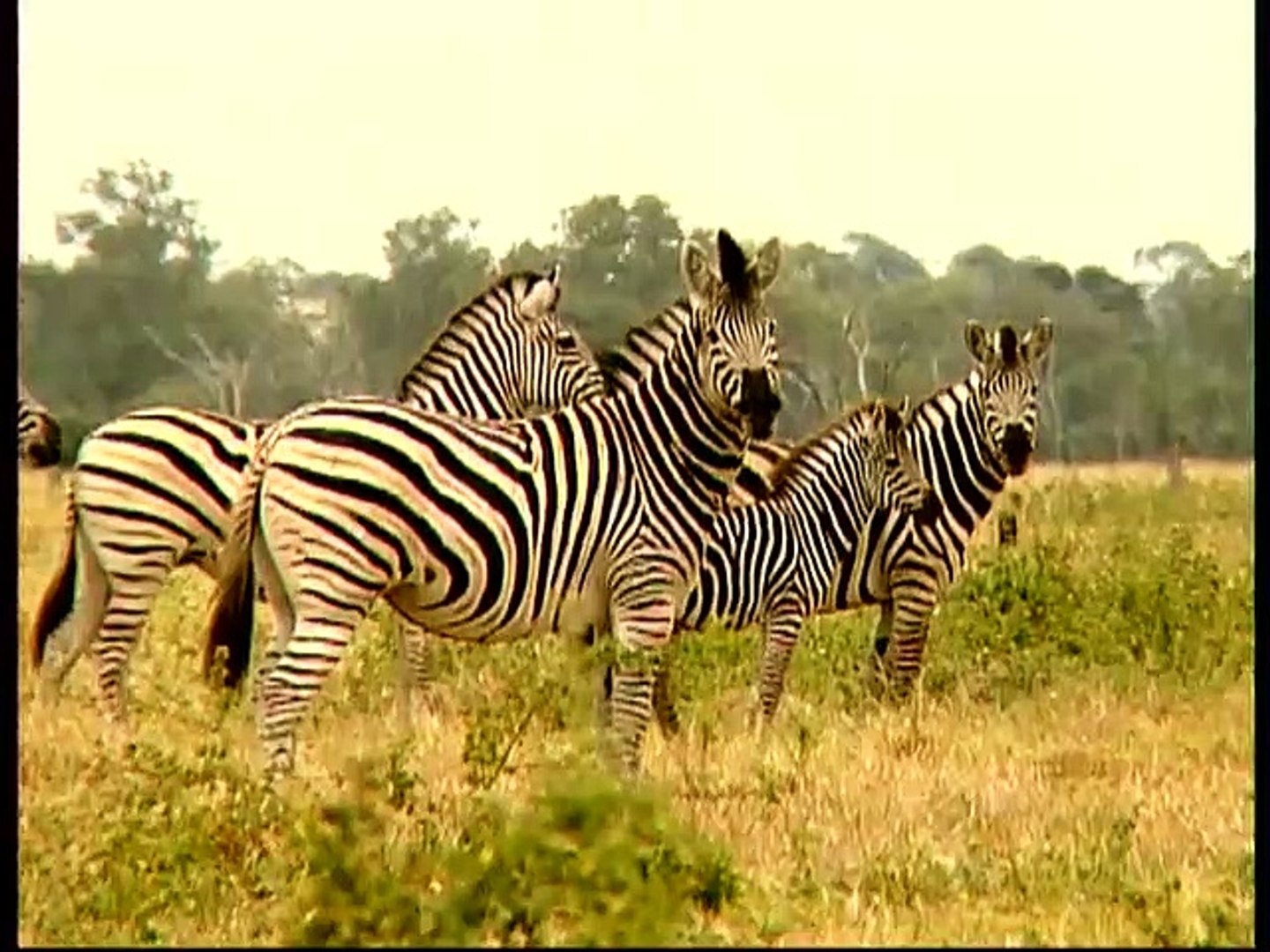 Baby Einstein Wild Animal Safari 2010 Video Dailymotion