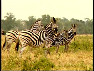 Baby Einstein - Wild Animal Safari (2010)