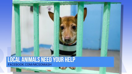 CHASSE Building Team is Helping Animals