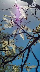 hasideen aur kutta | peer zulfiqar ahmad naqshbandi db