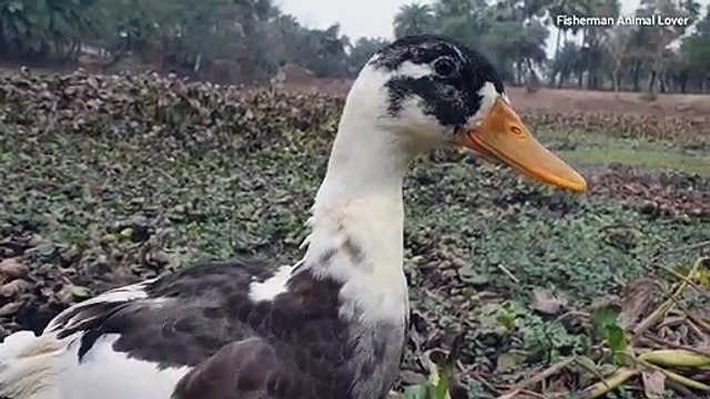 Unbelievable Hunting Style _ Intelligent Bird Hunt Climbing Perch Fish-Hole_Best Bird Hunting Video | CreativeVilla.