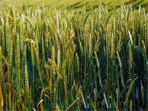 जिले में 65000 किसानों ने कराया पंजीयन