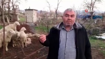 Sokak köpekleri koyunları telef etti