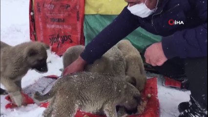 Kış gününde içleri ısıtan, 'insanlık ölmemiş' dedirten davranış...Yol kenarındaki yavru köpekler için kulübe yaptı